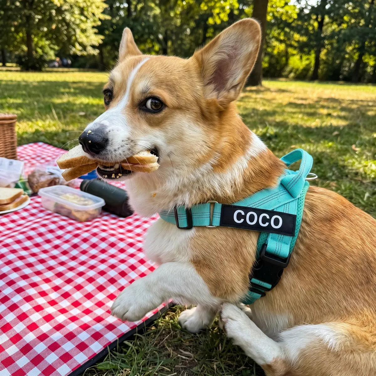 Corgi portant le harnais MyDogGrip vert menthe avec médaillon COCO