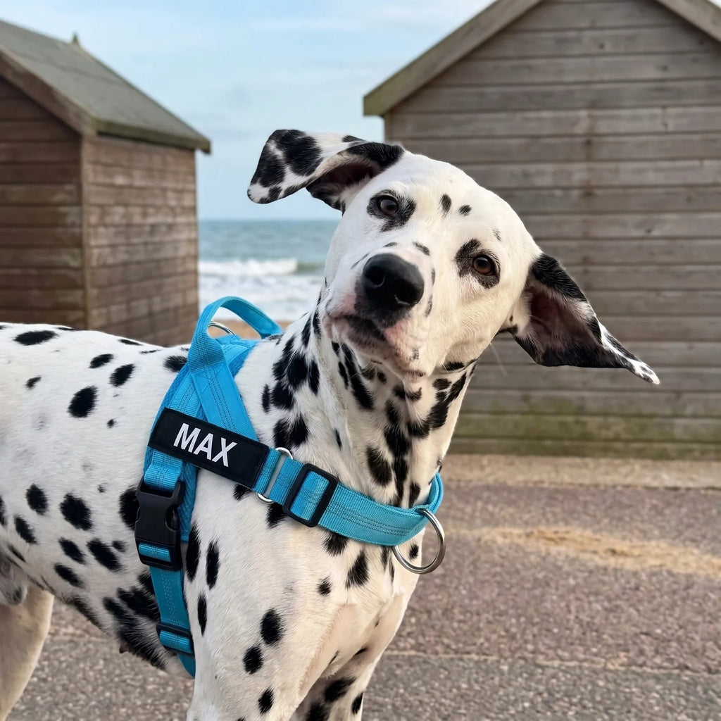 Dalmatien portant le harnais MyDogGrip bleu turquoise