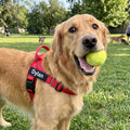 Golden retriever portant le harnais MyDogGrip rouge