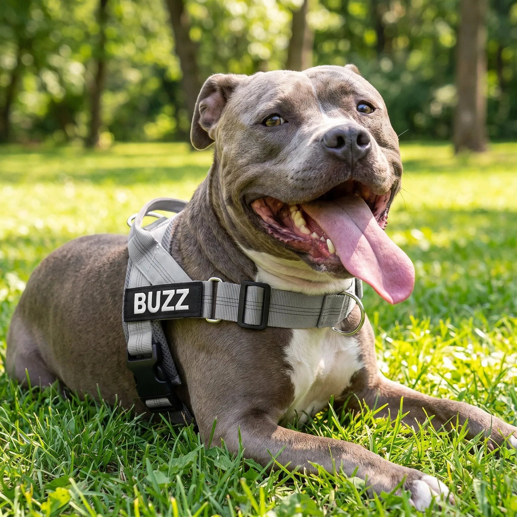 Staffie portant le harnais MyDogGrip gris