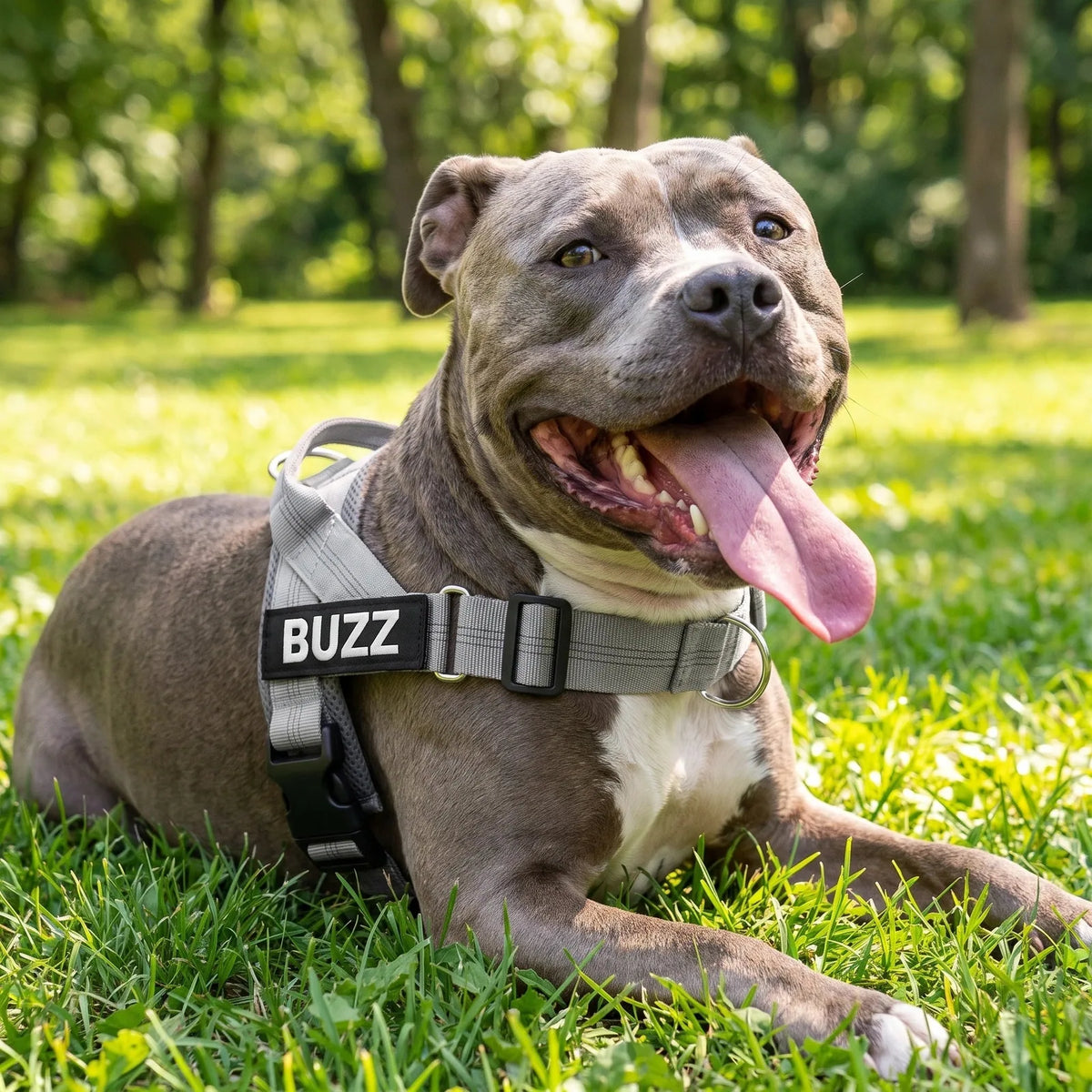 Staffie portant le harnais MyDogGrip gris