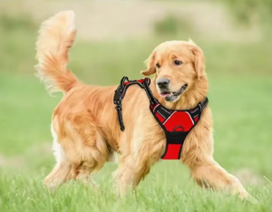 Golden retriever en promenade avec le harnais MyDogGrip rouge